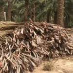 مشروع سعودي يحول مخلفات النخيل الى منسوجات صناعية مستدامة
