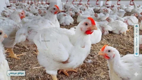 مفاجاة في بورصة الدواجن اليوم.. اسعار الفراخ البيضاء والساسو والبيض بعد التراجع الأخير