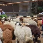 محافظ القاهرة يشدد على منع ذبح الأضاحي بالشوارع والميادين