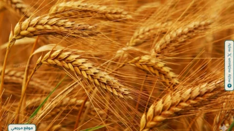 واردات القمح في مصر ترتفع 78% حتى مايو