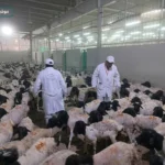 الزراعة تعلن بدء عمل بعثة الإشراف البيطري على الهدي في السعودية