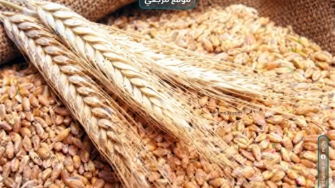 وزارة الزراعة