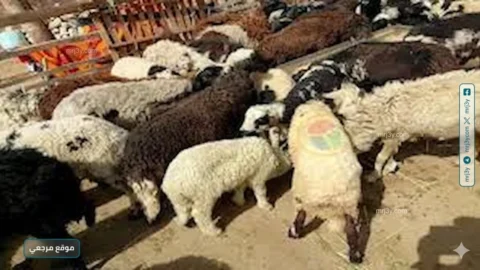 وزارة الزراعة